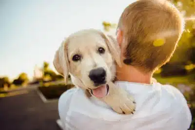 Vini Jr. e pets: 5 filmes para te emocionar!