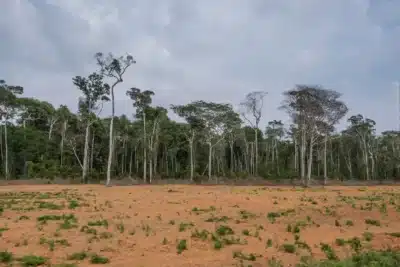 Syngenta e China lançam iniciativa para recuperar Cerrado brasileiro