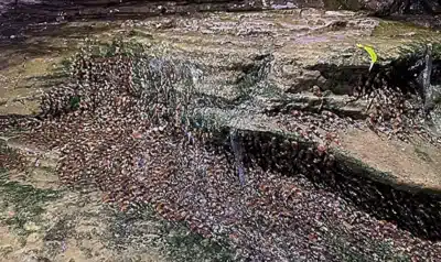 Bagres-abelha escalam cachoeiras de 4m no Mato Grosso do Sul