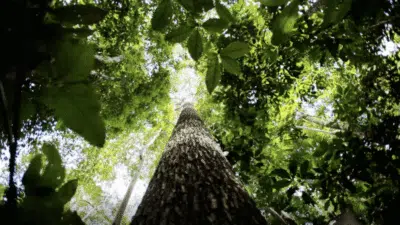 Lula aposta em Fundo de Floresta Tropicais aprovado pelo Banco Mundial