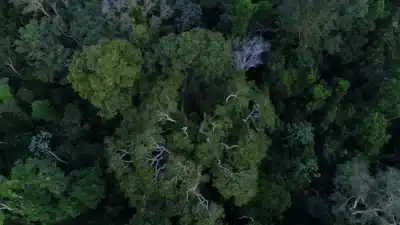 Trilha Amazônia Atlântica é inaugurada na COP30 e impulsiona conservação