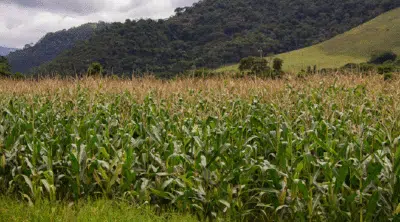 Safra 2025: Produção Brasileira Atingirá Recorde com IBGE