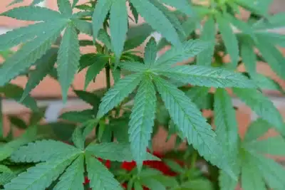 Anvisa Autoriza Pesquisa da Embrapa sobre Cultivo de Cannabis e Canabidiol