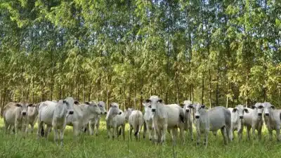 Pecuária Brasileira: Avanços Sustentáveis e Redução de Emissões na COP30