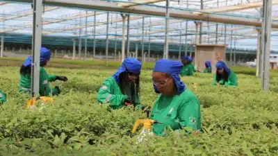 AVB Investe R$ 50 Milhões em Projeto de Aço Verde com Biocarbono no Maranhão