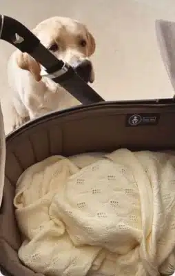 Camila Queiroz registra fofura ao brincar com filha e pet em novo momento