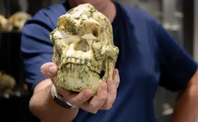 Little Foot: Novo Estudo Revela Desafios na Evolução Humana e Propõe Nova Espécie?