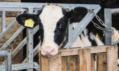 Projeto de Lei 347/03: Debate Sobre Proteção Animal no Brasil