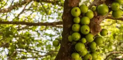 Jabuticaba-Branca: Fruta Exótica do Brasil Surpreende com Sabor e Benefícios