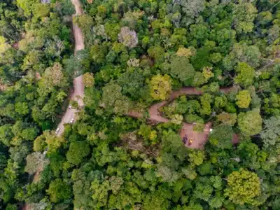Madeireira na Amazônia: Exploração, Impactos e Sustentabilidade na Região do Pará