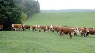 Governo lança novo plano com metas de emissão para agropecuária até 2030