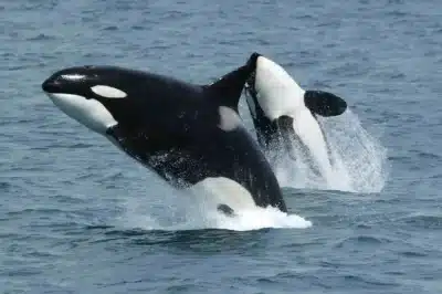 Orcas e Golfinhos-de-Lateral-Branca Colaboram na Caça de Salmão