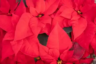 Poinsétia: História Surpreendente Além do Natal – Origem e Transformação