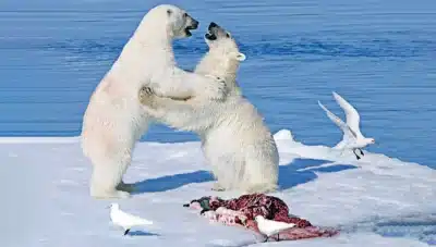 Ursos Polares e a Teia Alimentar do Ártico: Impacto Crucial na Cadeia Ecológica