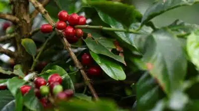 Mercado de Café Sobe com Estratégia do Vietnã e Novo Acordo Comercial