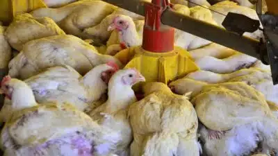 Cobb-Vantress Inaugura Incubatório de Alta Tecnologia em Prata – Minas Gerais