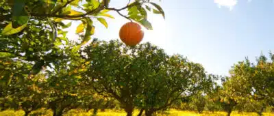 Fundecitrus revisa queda na safra de laranja 2025/26 e alerta para impacto no Brasil