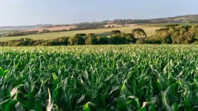 Agronegócio Brasileiro Enfrenta Volatilidade Geopolítica em 2025