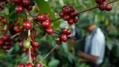 Vietnã e Indonésia: Mercado de Café Robusta em Alta com Novas Ofertas