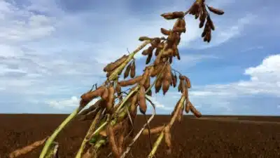 Chuvas Intensas Beneficiam Safra de Soja e Milho no Brasil, Aponta EarthDaily