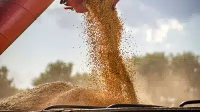 Exportação de Soja e Milho Brasileira Disparam em Dezembro, Aponta Anec