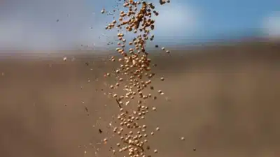 Sinograin Impulsiona Leilão de Soja, Expectativas Crescem para Cargas na China