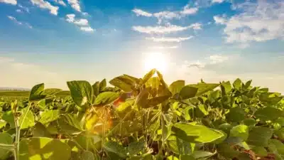 AgRural projeta 180,4 milhões de toneladas na produção de soja Brasil 2025/26