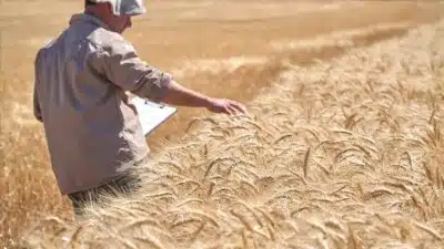 Safra Recorde de Trigo Argentino Projeta 27,8 Milhões de Toneladas em 2025/26