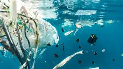 Estudo Global Revela: 46&percnt; dos Ambientes Costeiros Sujos – Ítalo Braga e IMar-Unifesp