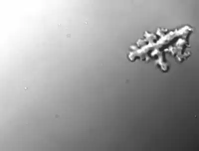 Incendiamoeba: Descoberta de Ameba que Desafia Limites da Vida em Califórnia