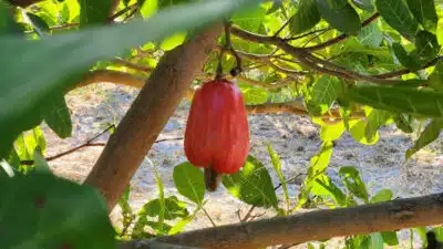 Novo clone de cajueiro BRS 805 da Embrapa promete revolucionar cajucultura cearense