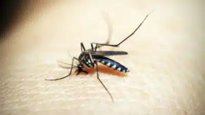 Butantan-DVA: Nova Vacina Contra a Dengue Aprovada no Brasil