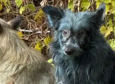 Cães com pelagem azul em Chernobyl: causa chocante revelada por estudo