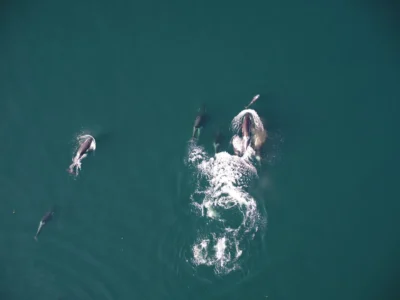 Orcas e Golfinhos-de-Laterais-Brancas Cooperam na Caça de Salmão no Pacífico