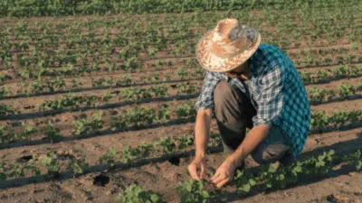 Projeto Lagos do São Francisco: Retorno Social de R$ 20,5 Milhões Revelado