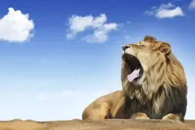 Investidores e empresas: JCP deixa de ser isento com nova regra em 2026