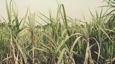 Etanol Brasileiro: Tecnologia Promete Emissão Negativa e Liderança Climática