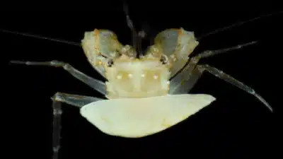 Equipe desvenda vida marinha em zona crepuscular de Guam e Pacífico