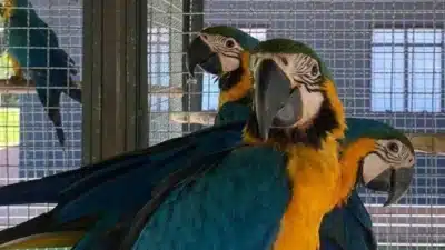 Araras-Canindé Retornam ao Parque Nacional da Tijuca: Projeto Refauna Faz Retorno Histórico