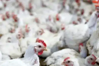 Rio Grande do Sul: Exportação de Frango Cai com Impacto da Influenza Aviária