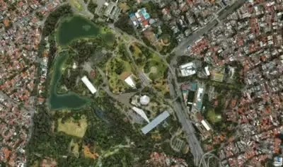 Feridos em Queda de Árvore no Ibirapuera: Mulher é Hospitalizada