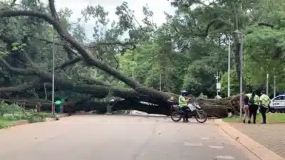 Árvore Cai no Ibirapuera: Três Pessoas Feridas em Acidente no Parque