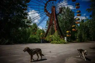 Cães de Chernobyl: Novas Descobertas Genéticas Surpreendem Cientistas