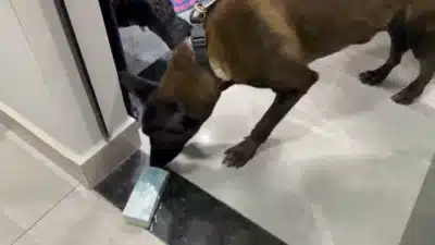 Polícia Federal desarticula esquema do PCC no tráfico internacional de drogas