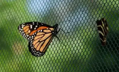 Pesquisadores rastreiam borboletas-monarca em tempo real com tecnologia inovadora