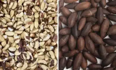 Brasil autoriza exportação de produtos agropecuários para Malásia e Mianmar