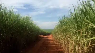 Produtividade da Cana-de-Açúcar Dispara no Centro-Sul, Mas Cede em 2025/26