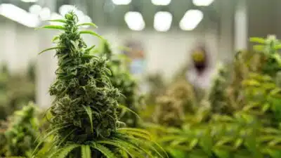 Anvisa aprova cultivo e venda de cannabis medicinal no Brasil