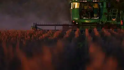 Colheita da Soja 2025/26: Brasil Apresenta Crescimento Promissor na Temporada