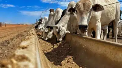 Carne Bovina Consolida Posicionamento como Motor de Exportações do Agronegócio Brasileiro em 2025